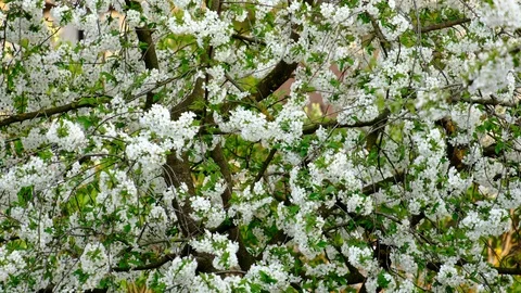 Spring cherry blossoms Stock Footage 122014071