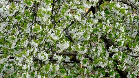 Spring cherry blossoms Stock Footage 122014137