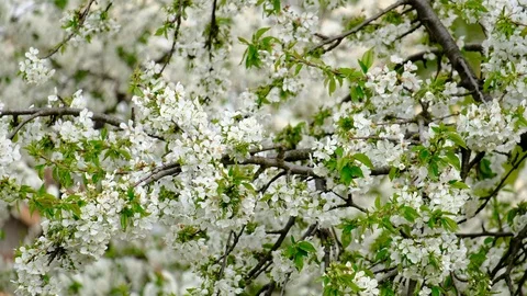 Spring cherry blossoms Stock Footage 122014345