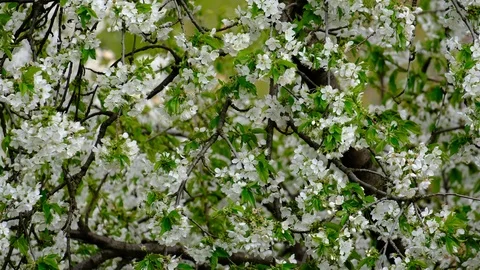 Spring cherry blossoms Stock Footage 122014367