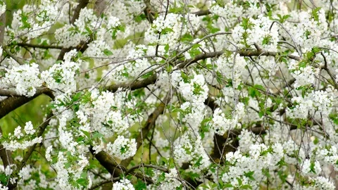 Spring cherry blossoms Stock Footage 122014405