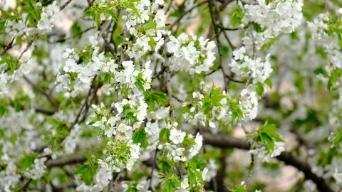 Spring cherry blossoms Stock Footage 122014450