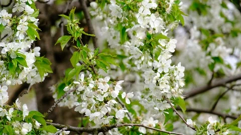 Spring cherry blossoms Stock Footage 122014475