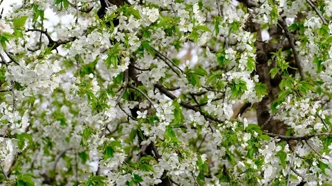 Spring cherry blossoms Stock Footage 122014494