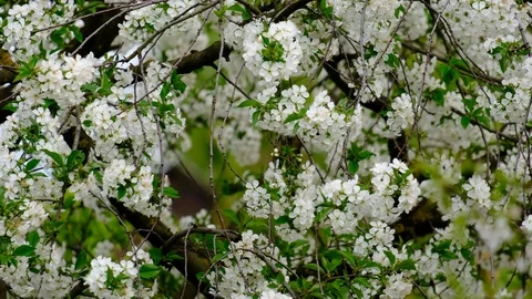 Spring cherry blossoms Stock Footage 122014548