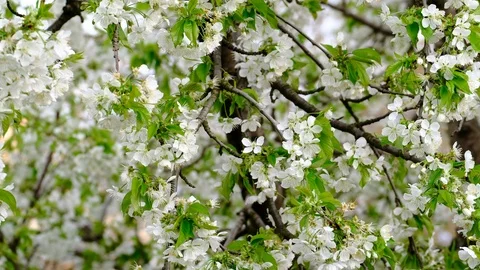 Spring cherry blossoms Stock Footage 122014560