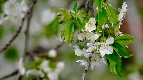 Spring cherry blossoms Stock Footage 122014629