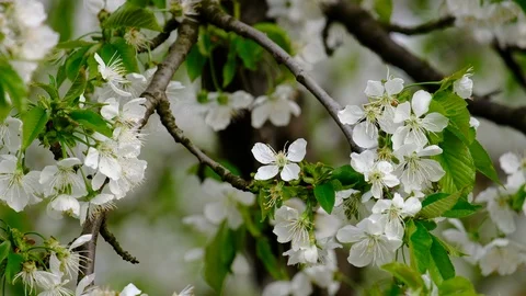 Spring cherry blossoms Stock Footage 122014633
