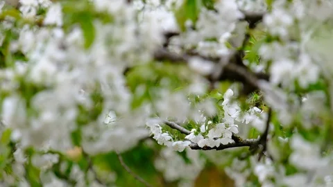 Spring cherry blossoms Stock Footage 122014689