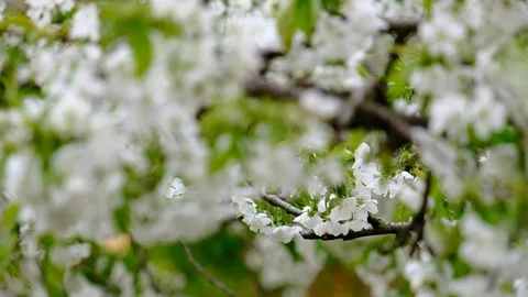 Spring cherry blossoms Stock Footage 122014712