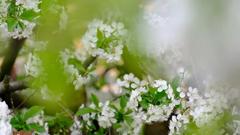 Spring cherry blossoms Stock Footage 122014769