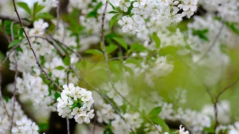 Spring cherry blossoms Stock Footage 122014794