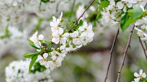 Spring cherry blossoms Stock Footage 122014895