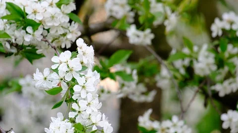 Spring cherry blossoms Stock Footage 122014931