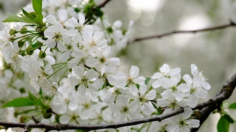 Spring cherry blossoms Stock Footage 122014982