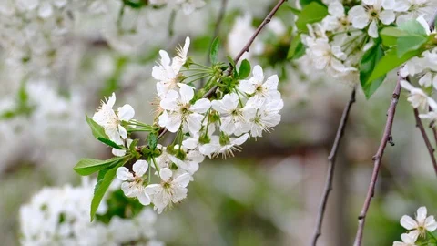 Spring cherry blossoms Stock Footage 122014984