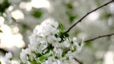 Spring cherry blossoms Stock Footage 122015075