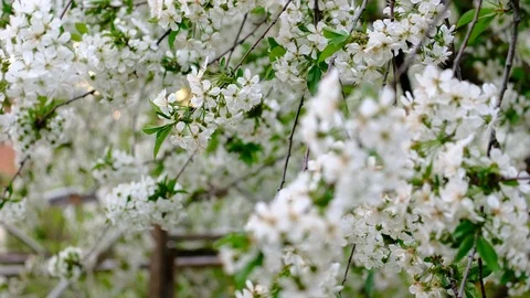 Spring cherry blossoms Stock Footage 122015140