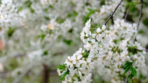Spring cherry blossoms Stock Footage 122015148
