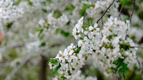 Spring cherry blossoms Stock Footage 122015230