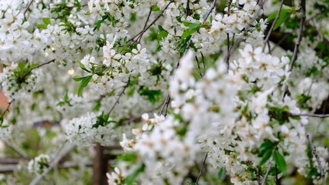 Spring cherry blossoms Stock Footage 122015232