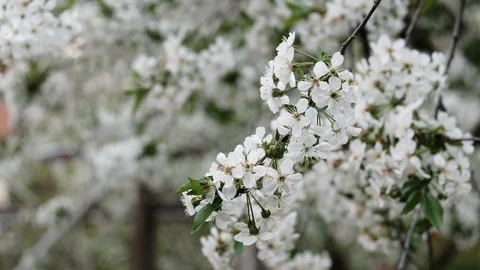 Spring cherry blossoms Stock Footage 122015304