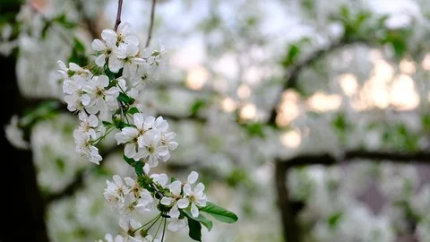 Spring cherry blossoms Stock Footage 122015367