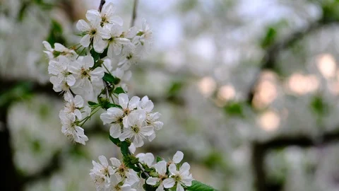 Spring cherry blossoms Stock Footage 122015417