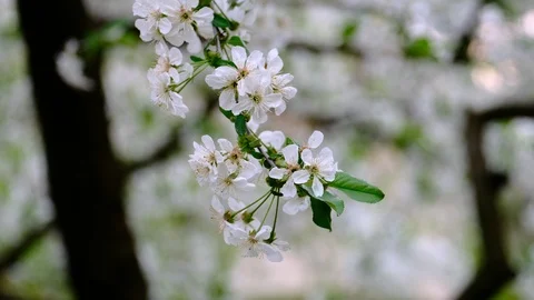 Spring cherry blossoms Stock Footage 122015435