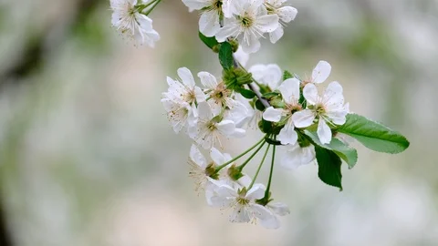 Spring cherry blossoms Stock Footage 122015513