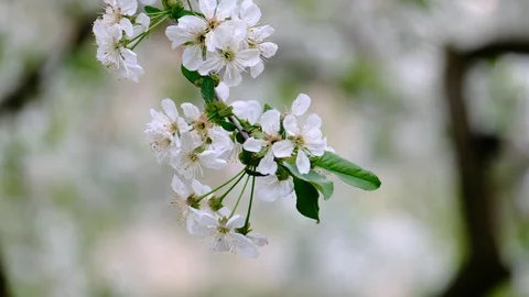 Spring cherry blossoms Stock Footage 122015564