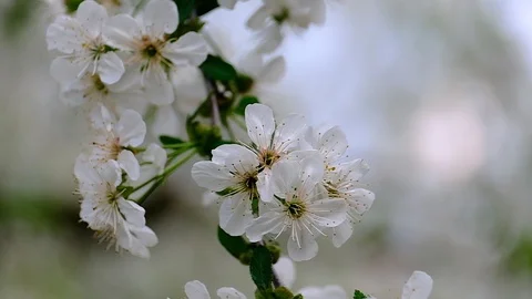 Spring cherry blossoms Stock Footage 122015710