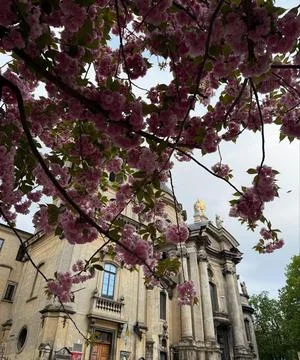 Spring Cherry Blossoms Framing Historic Baroque Church Stock Photos