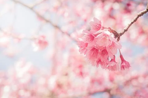 Spring Cherry blossoms full bloom with sun rays Stock Photos