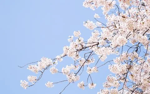 Spring cherry blossoms full bloom Fotos de archivo