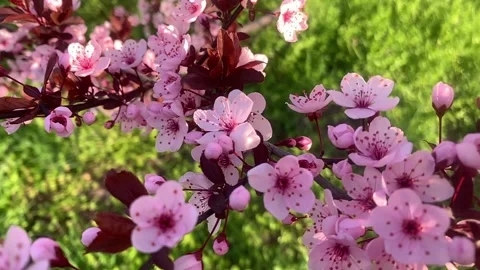 Spring cherry blossoms in the garden Vídeos de archivo 332649111