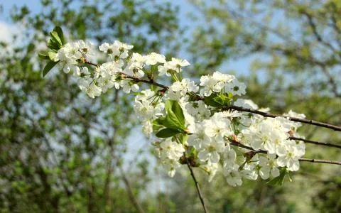 Spring cherry blossoms in the garden Stock Photos