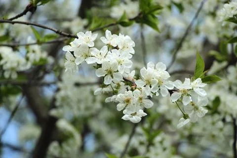 Spring cherry blossoms in the garden Stock Photos