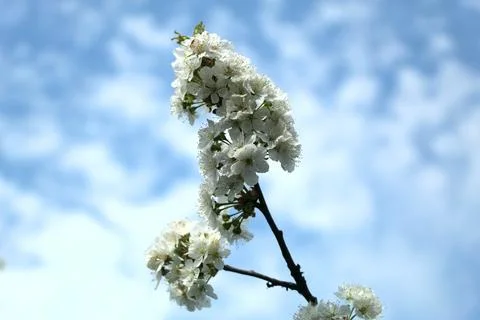 Spring cherry blossoms in the garden Stock Photos