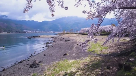 Spring Cherry Blossoms Of Japan, 4K Revealing Shot Fuji Five Lakes Video stock 81470543
