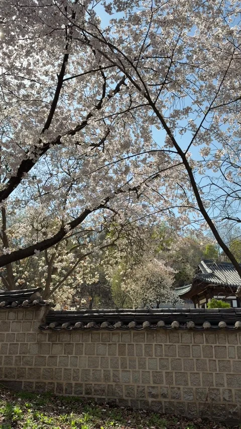 Spring Cherry Blossoms over Traditional Korean Hanok Stone Wall Vertical 4K Stockbeeldmateriaal 334219969