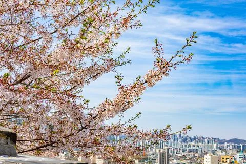 Spring cherry blossoms overlooking urban cityscape in Suwon South Korea sce.. Fotos de archivo
