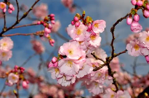 Spring cherry blossoms Stock Photos