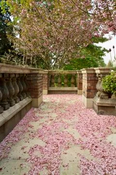 Spring cherry blossoms Stock Photos