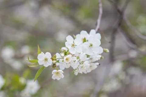 Spring Cherry blossoms Stock Photos