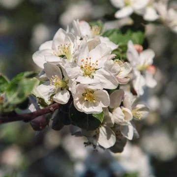 Spring Cherry blossoms Stock Photos