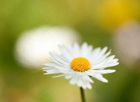 Spring Cherry Blossoms  Stock Photos