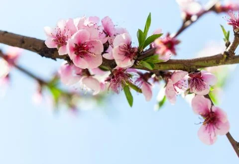 Spring Cherry Blossoms  Foto stock