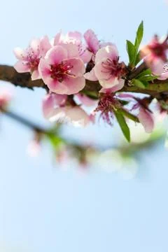 Spring Cherry Blossoms  Stock Photos