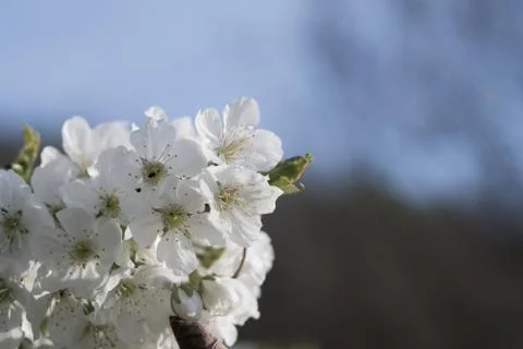 Spring, cherry blossoms Stock Photos